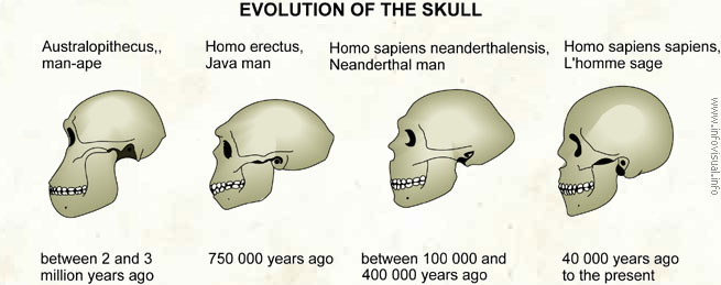 Evolution of the skull
